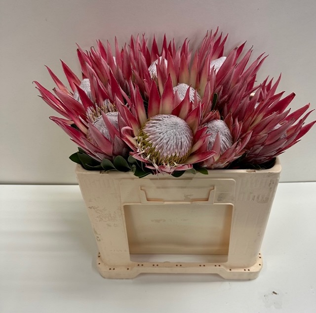 Protea cynaroides clare.jpg